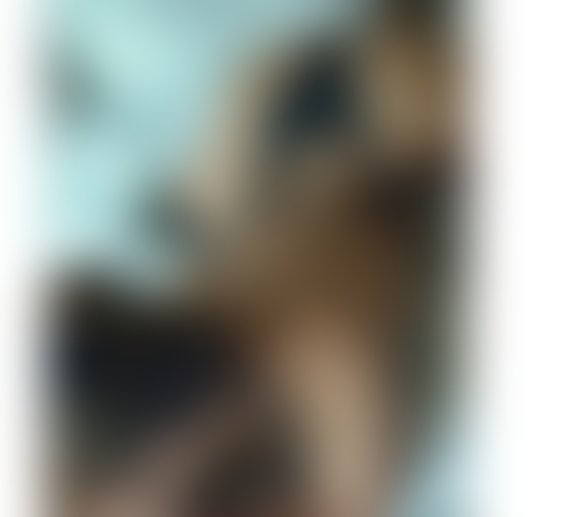 Trans Escorts Dorset Bournemouth, Christchurch and Poole - Photos for LARA FILIPINA ASIAN TS in Bournemouth